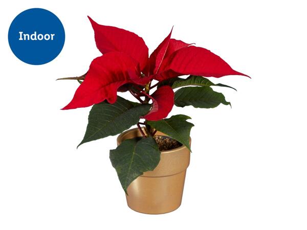 Mini Poinsettia in Ceramic