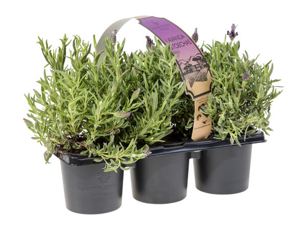 Lavender 3 Pack