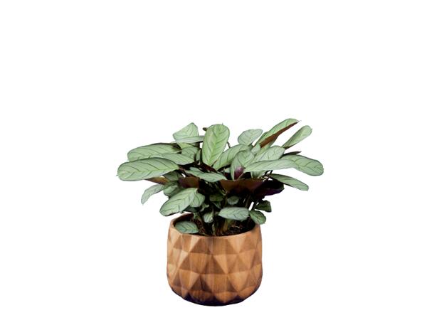 Greenplants