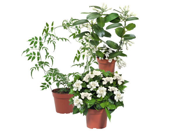 Stephanotis/Jasmine/Gardenia