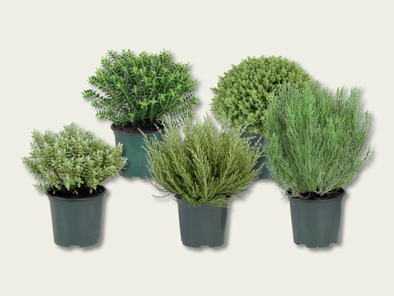 Plante hébé (dès 22.9.)