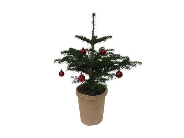 Juletræ i sæk