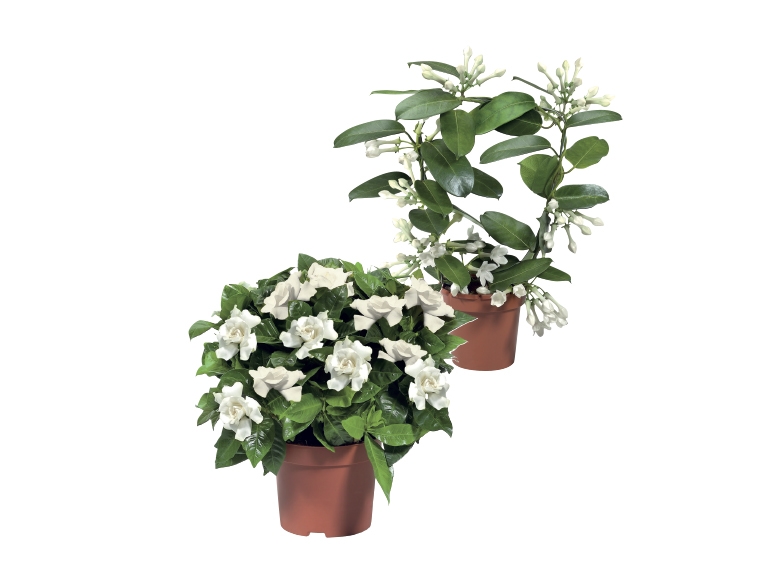 Fragrant Flowering Plants