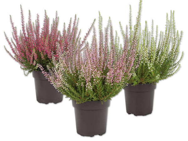 Calluna vulgaris, Heidekraut