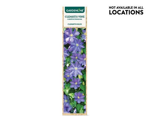 Gardenline Clematis Flowering Vine Assorted Varieties