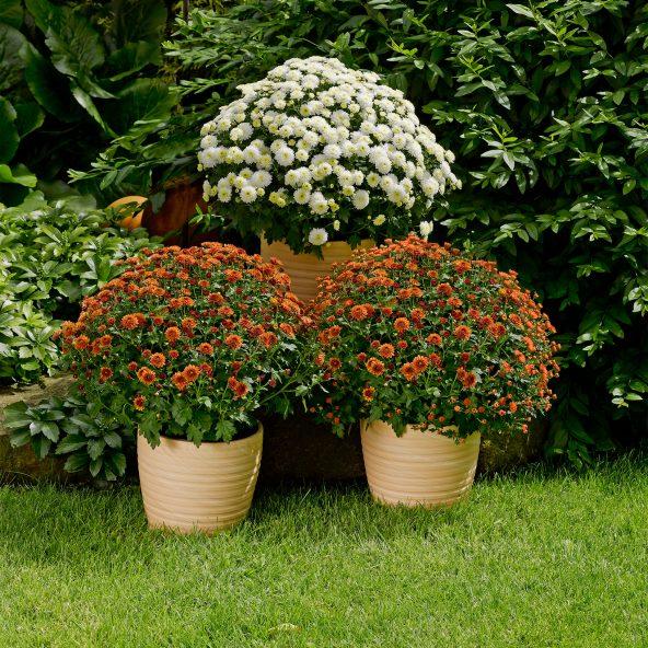 Kuglekrysantemum