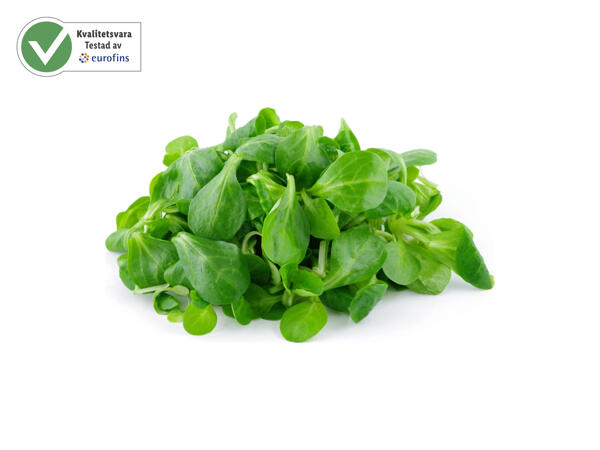 Machésallad