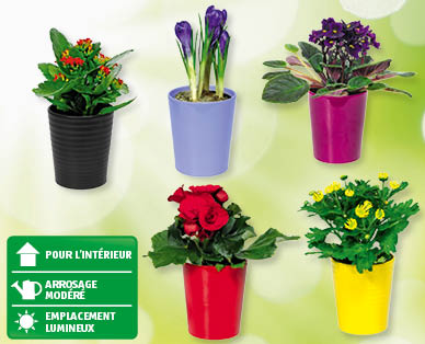 Plantes d'intérieur à fleurs GARDENLINE(R)