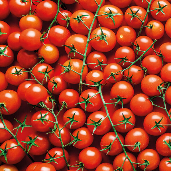 Premium Kirschtomaten an der Rispe