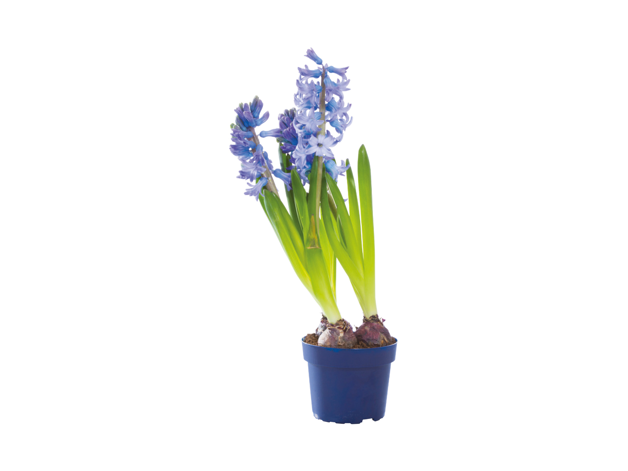 Bulbs in Colourful Pot1