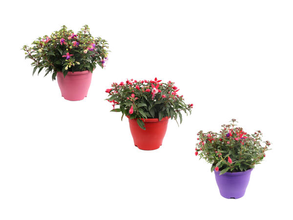 Fuchsia "Bella"