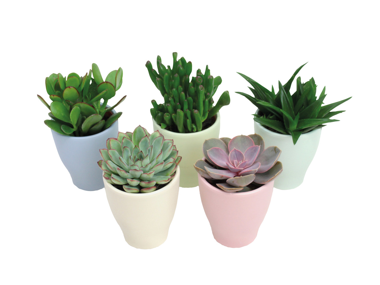 Succulents in Pastel Ceramic1