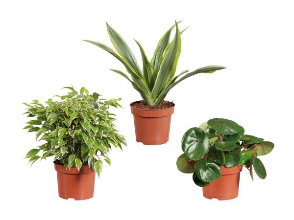 Grøn plante