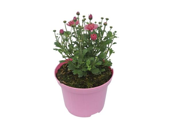 Chyrsanthemum Mix