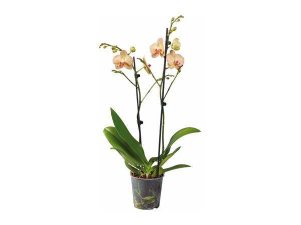 Twin Stem Orchid