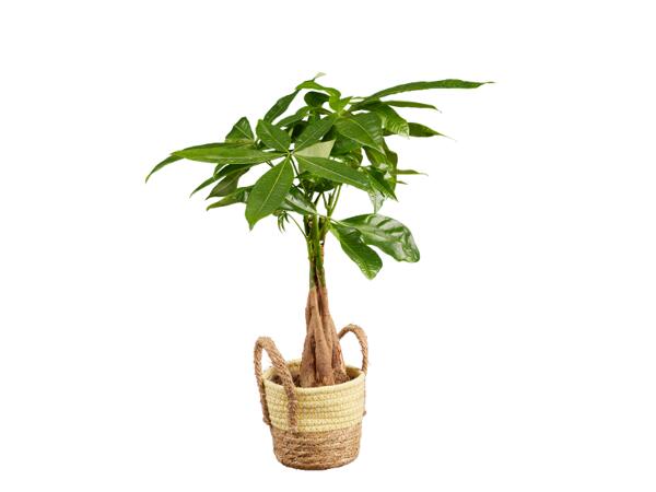 Green Plants