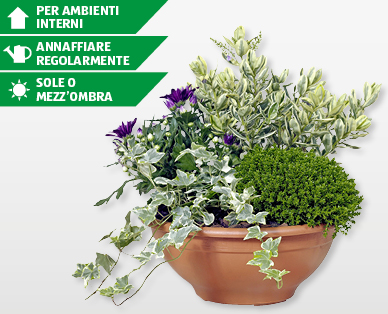 Vaso autunnale con 4 piante