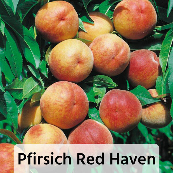 Obstbaum im Jutesack