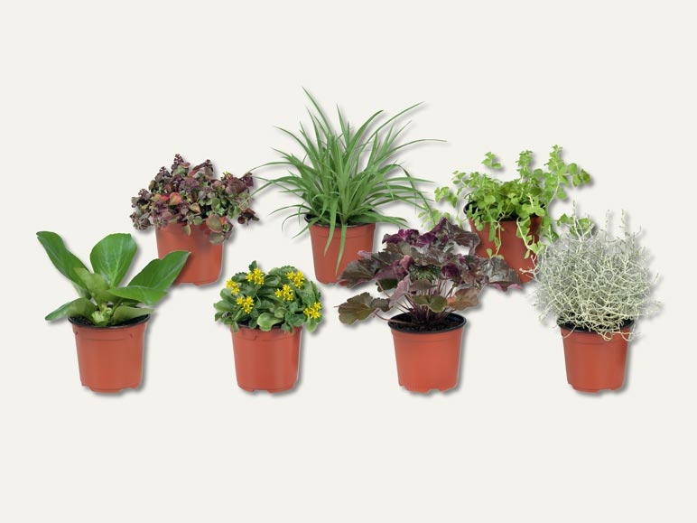 Plantes vivaces d'automne (dès 6.10.)
