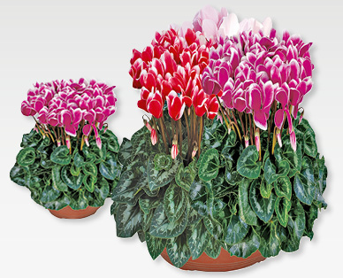 Cyclamens en coupe GARDENLINE(R)