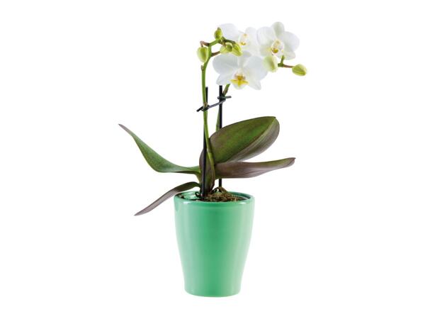 Mini Orchid in Ceramic