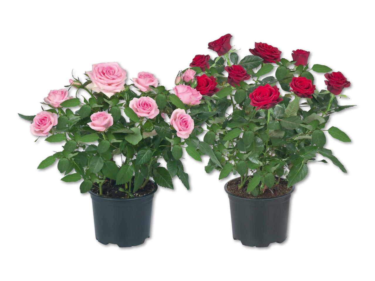 Rosier en pot
