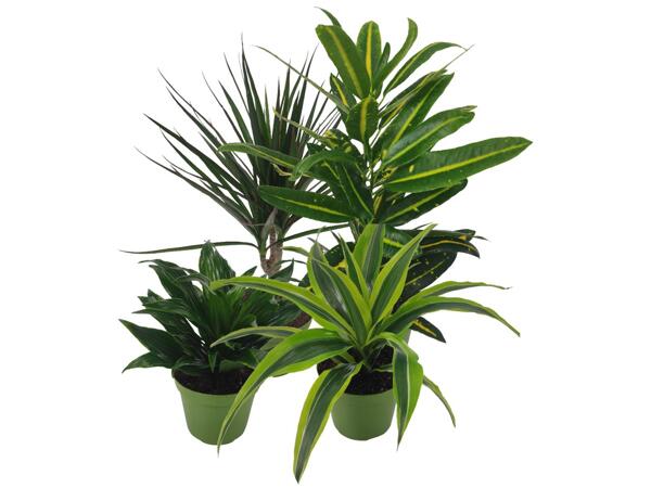 Green plants