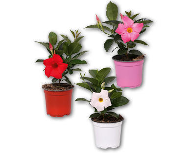 Dipladenia