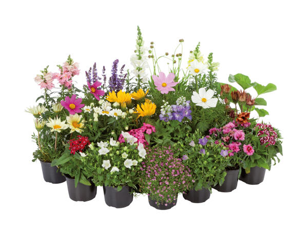 Mélange de plantes vivaces