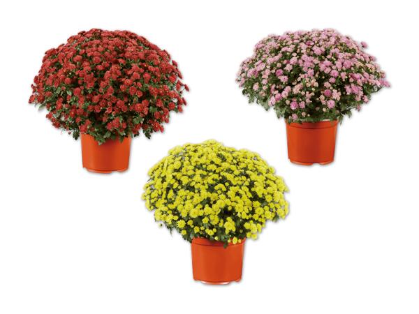 Chrysanthemenbusch