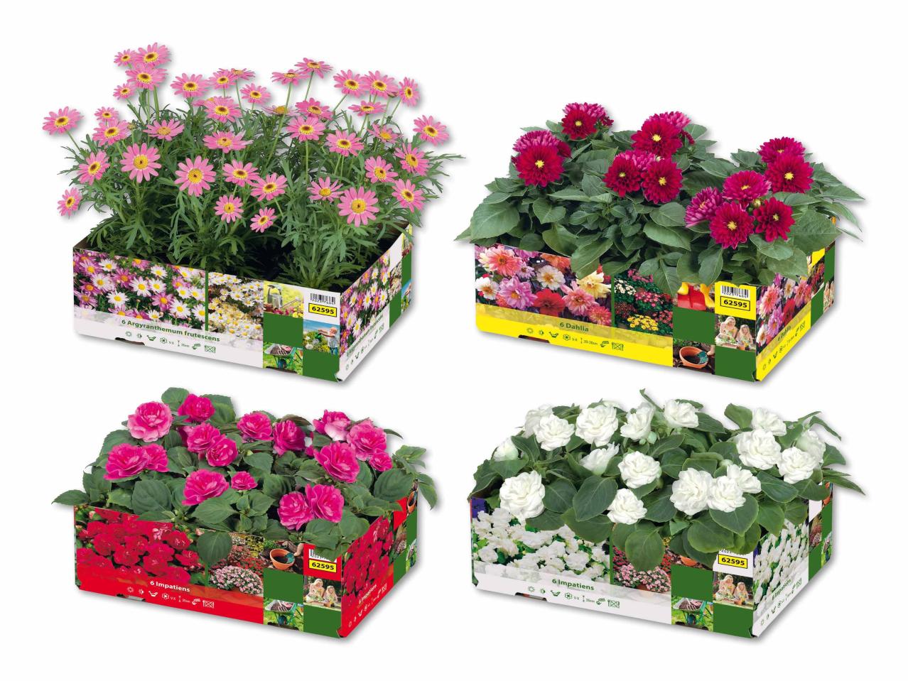 Plantes de parterre