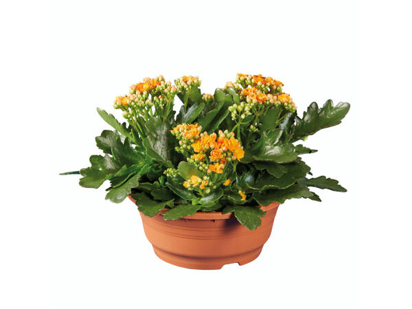 Kalanchoé en pot