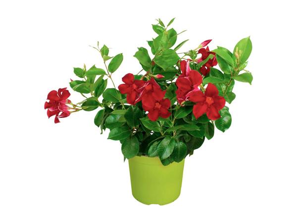 Dipladenia