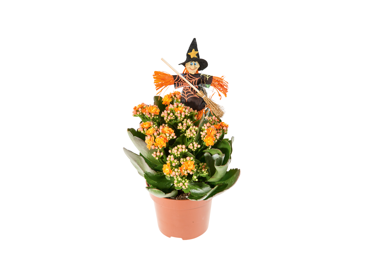 Halloweenkalanchoe