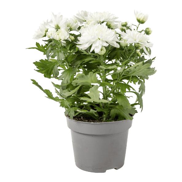 Chrysantheme