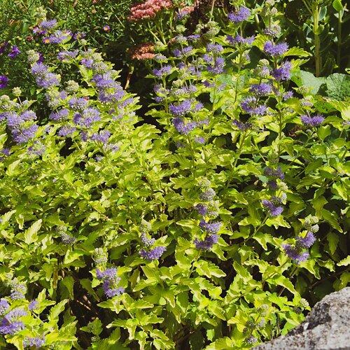 Arbusti da fiore bassi (blu, bianco, giallo)