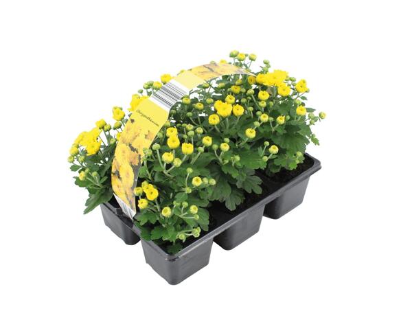 Chrysanthemum