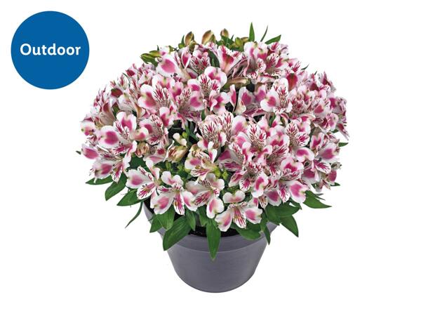 Alstroemeria