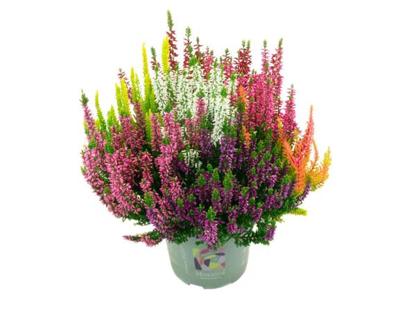 CALLUNA LADIES MOSAIKA
