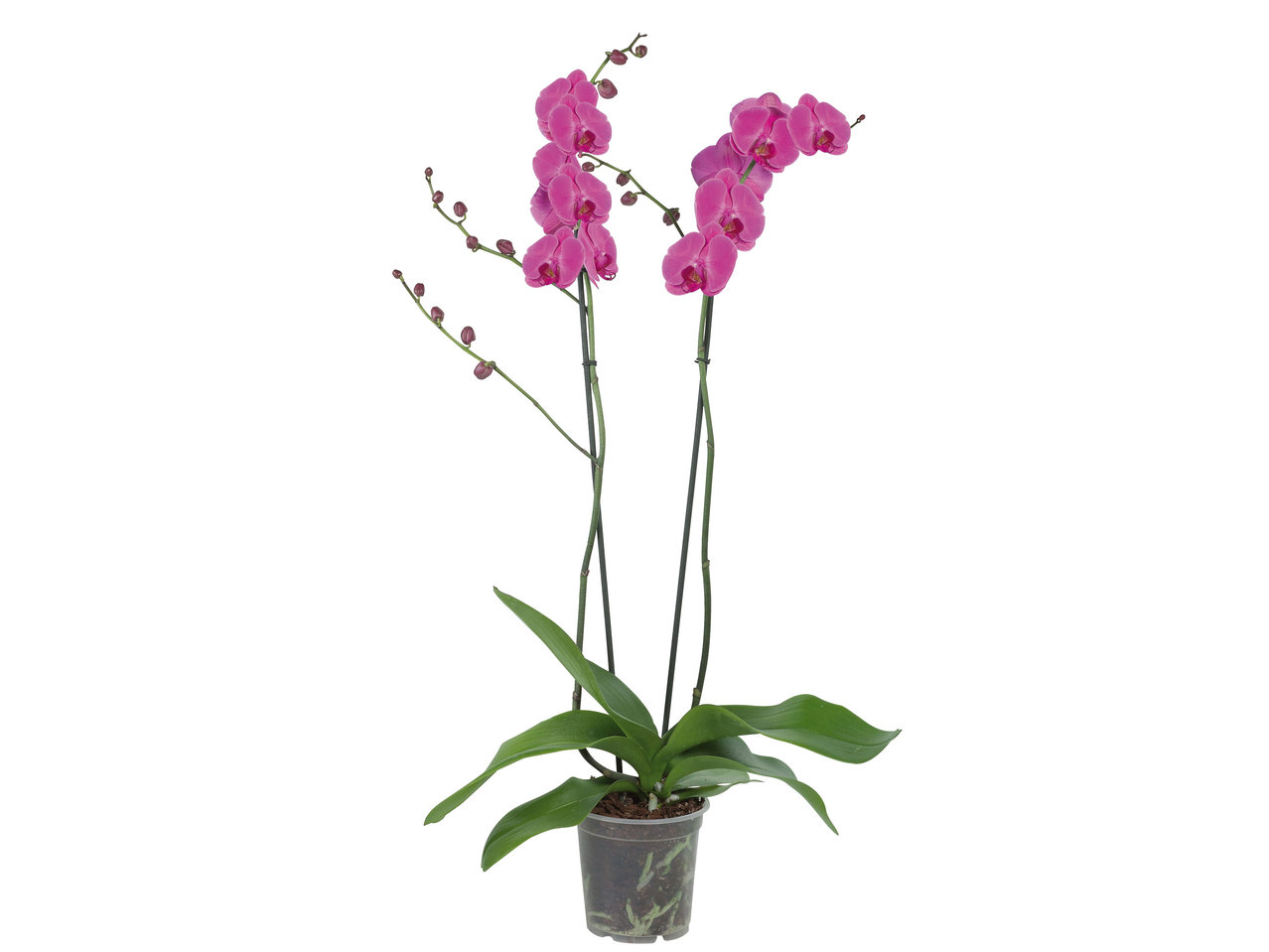 Phalaenopsis