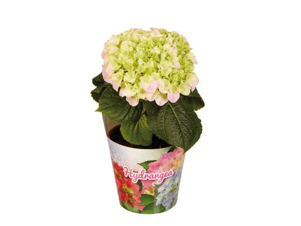 Hydrangea