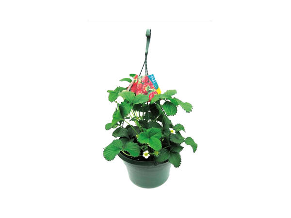 Strawberry Hanging Basket