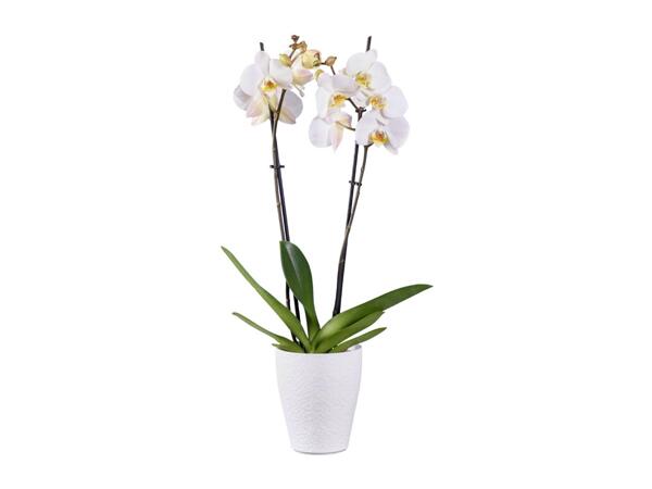 Twin Stem Orchid In Ceramic