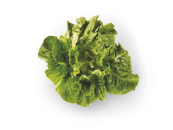 Cos Lettuce