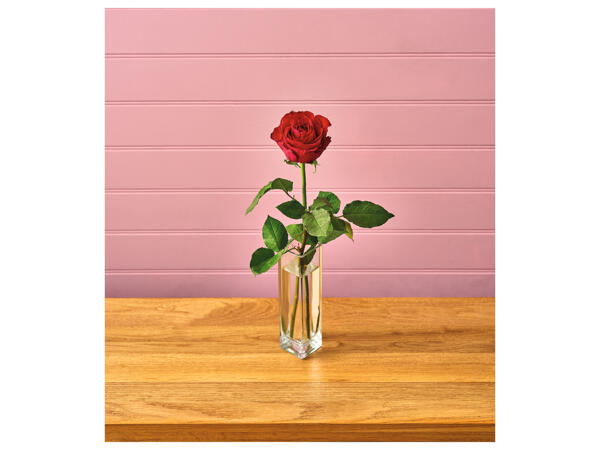 Single Rose