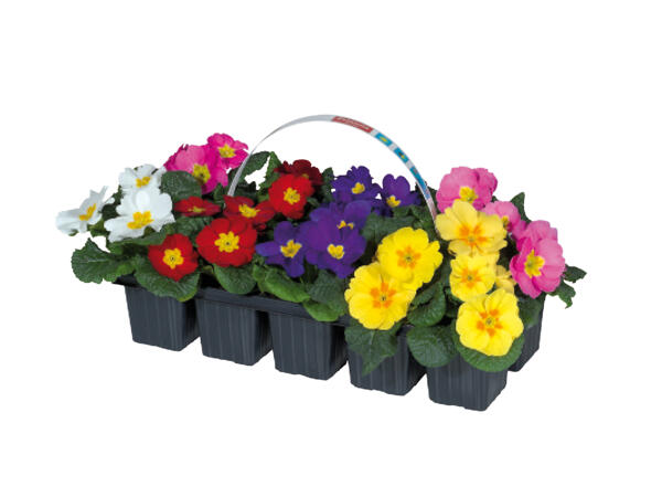 Primroses
