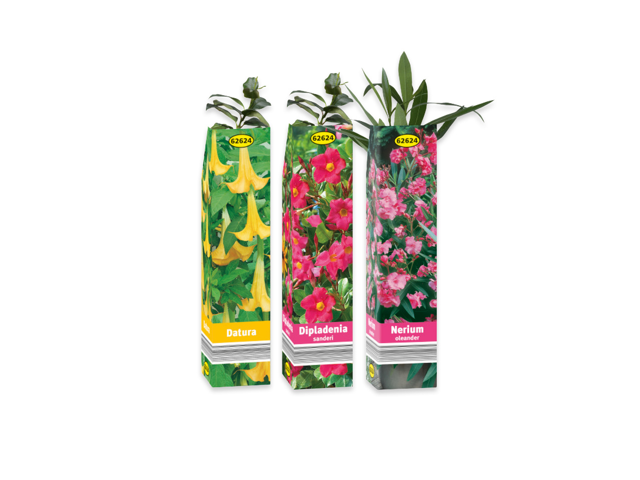 Sommarblommor