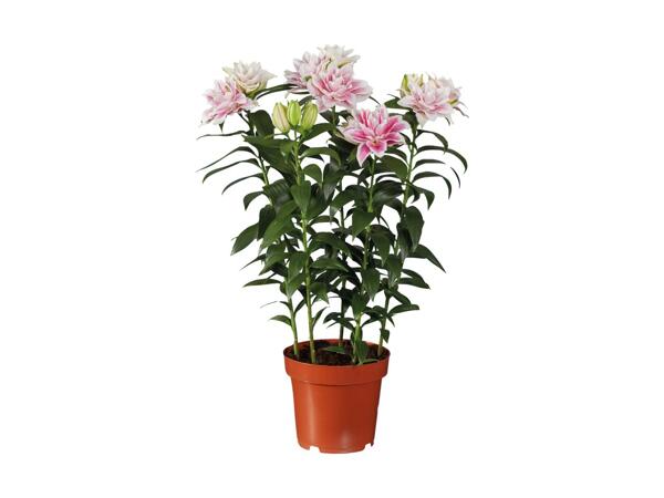 Lilje "Roselily"