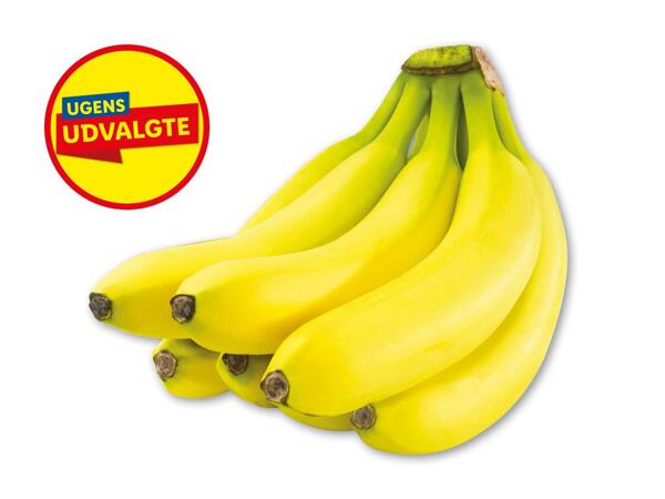 Rainforest bananer