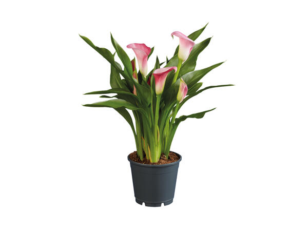 Assorted Calla Lilies
